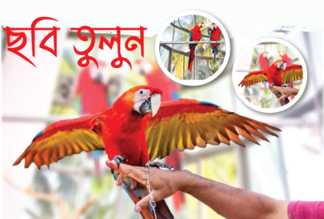 Macaw-Bird-Banner-Print